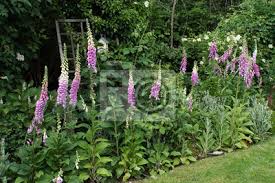 Fingerhut fresh start promo codes; Roter Fingerhut Digitalis Purpurea Im Naturnahen Garten Fototapete Fototapeten Bestaubung Pollen Nektar Myloview De