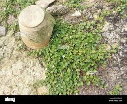 Image result for Evolvulus nummularius