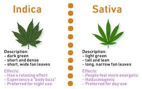 Cannabis sativa and cannabis indica have different botanical properties. Indica Sativa Or Hybrid Which Strain Is Best For You Davincivaporizer Com