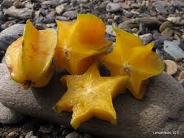 Image result for Averrhoa carambola