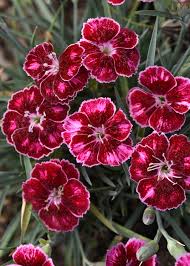 Image result for Dianthus