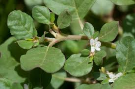 Image result for Trianthema