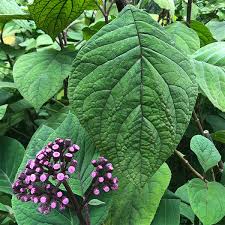 Image result for Bartlettina