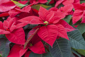 Parmi les plantes d'intérieur, nous avons nos petites préférées. Comment Cultiver Et Entretenir L Etoile De Noel