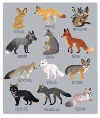The faroe islands and the waterfall. Fox Breed Compilation Cute Animal Drawings Pet Fox Fox Illustration