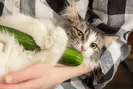 Does your cat like to eat cucumbers? Can Cats Eat Zucchini Vegetable Benefits For Pet Health Faqcats Com