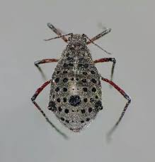 Image result for Rhipidoglossum eggelingii