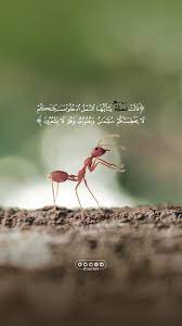 ح ت ى إ ذ ا أ ت و ا ع ل ى و اد ي الن م ل ق ال ت ن م ل ة ي اأ ي ه ا الن م ل اد خ ل وا م س quran verses islamic quotes wallpaper beautiful quran quotes