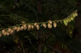 Image result for Tinnea