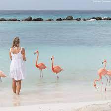 Esta Praia Em Aruba E Repleta De Simpaticos Flamingos Hypeness Inovacao E Criatividade Para Todos