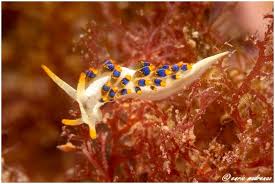 Image result for Tricalysia sp. E