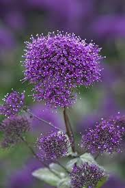 Twitter Lila Blumen Lila Garten Bluhende Pflanzen