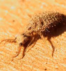 About Wild Animals Amazing Way Ant Lion Captures Its Prey Prey Ants Bugs And Insects
