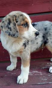 Black And Tan Australian Shepherd Puppies Blue Merle And Tan Beagle Never Seen This Coloration A Mix Maybe In 2020 Cute Animals Puppies Cute Baby Animals