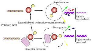 Analysis Of Fluorescence Polarization Competition Assays With Affinimeter