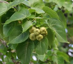 Image result for Thespesia populneoides