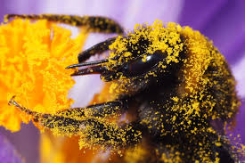 Bee pollen is also used to build immunity to local allergens that may cause uncomfortable symptoms such as a runny or stuffy nose, sneezing, hives research looking at menopausal women suffering from hot flashes, night sweats, hair loss among other difficult symptoms were given bee pollen. Bee Pollen Supplement Information From Webmd