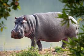 Animaux Les Plus Dangereux Pour L Homme 10 Especes A Eviter