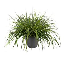 Image result for Eragrostis dinteri