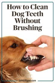 How To Clean Dog Teeth Without Brushing 5 Easy Ways Love Of A Pet In 2020 Dog Teeth Cleaning Dog Teeth Dog Brushing