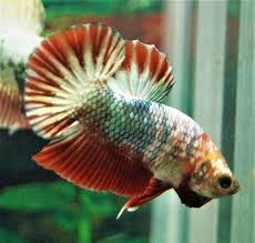 Betta fish plakat halfmoon fancy candy multicolor. Fancy Betta Fish Center Of Betta Fish For Sale