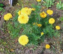 Check spelling or type a new query. Marigold Wikipedia Komposisi Kimia Dari Marigold Dan Sifat Farmakologis Marigold Dan Lansekap