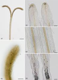 Image result for Nicolasia stenoptera