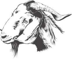 Qurbani ki dua translation,qurbani ki dua in hindi+urdu+english translations in images,bakra halal karne ki niyat,qurbani ki ye ibadat mein shumar hota hai. Qurbani Ke Tarike Aur Qurbani Ki Dua Hindi English Or Arbic Me Islamic Nelofar Azhari