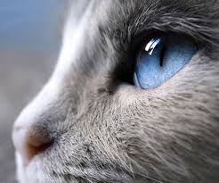 Pin On Cats