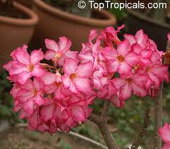 Image result for Adenium multiflorum
