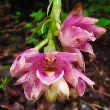 Image result for Alantsilodendron pilosum