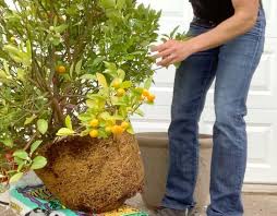 It doesn't make a pretty rhyme, but it's a helpful fact for a gardener making decisions about planting, watering and mulch. How To Root Prune Rootbound Potted Fruit Trees W Video Tyrant Farms