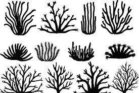 Black And White Sea Anemone Hand Drawn Elements Bundle How To Draw Hands Coral Drawing Coral Art