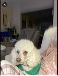 Lost pets in east Nashville area