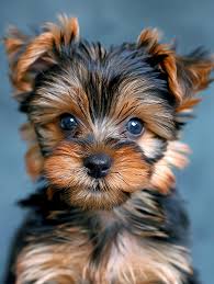 Image result for yorkshire haircut