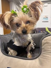 Image result for invalid dog wheelset