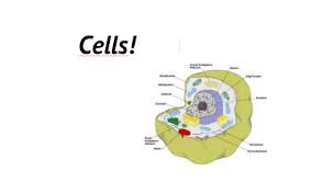 We did not find results for: Cell Organelles Structure Function By Jennifer Harris