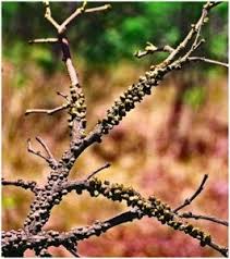 Image result for Pilostyles aethiopica