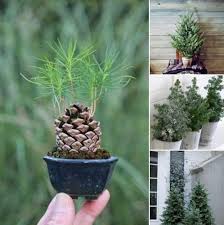 Epingle Par Muriel Muller Sur Plants En 2021 Jardinage En Pots Jardin De Legumes Trucs Et Astuces Jardinage