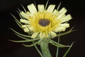 Image result for Swertia erosula