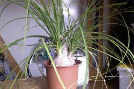 When your spider plant is happy and healthy, its best feature will likely appear: What Is This Plant With Thin Leaves And A Swollen Woody Stem Gardening Landscaping Stack Exchange
