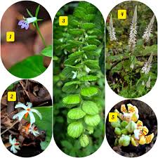 Image result for Lepidagathis scariosa