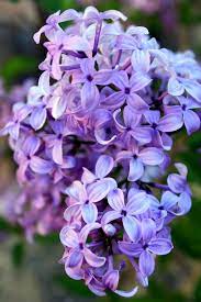 Sunny Days Loving Our Lilacs Lilac Tree Lilac Bushes Lilac