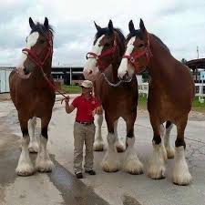 Maybe you would like to learn more about one of these? Top 5 Largest Horse Breeds Prohorse