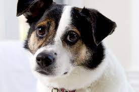 Hundekrankheiten Das Cushing Syndrom Beim Hund Lieblingstier