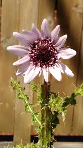 Image result for Osyris compressa