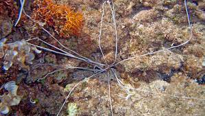Atlantic reef conservation is a federally and state licensed aquaculture facility striving to make a positive change for our natural reefs. Waikiki Aquarium Spaghetti Worms