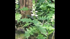 Image result for Acanthus mayaccanus