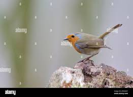 Rotkehlchen (Erithacus rubecula)
