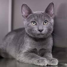All american pet resort rochester hills. Cat And Dog Chat With Caren All American Pet Expo September 21 23 At The Suburban Collection Showplace Novi Michigan